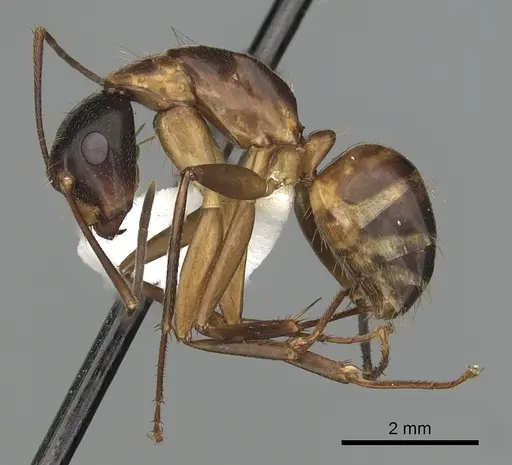 Camponotus americanus - CASENT0280005