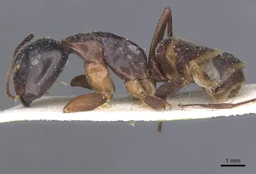 Camponotus americanus - CASENT0911613