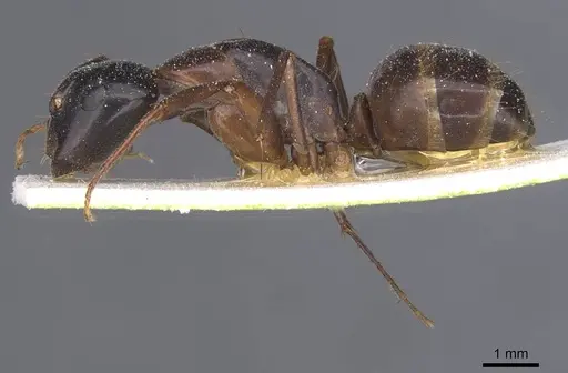 Camponotus americanus - CASENT0911614
