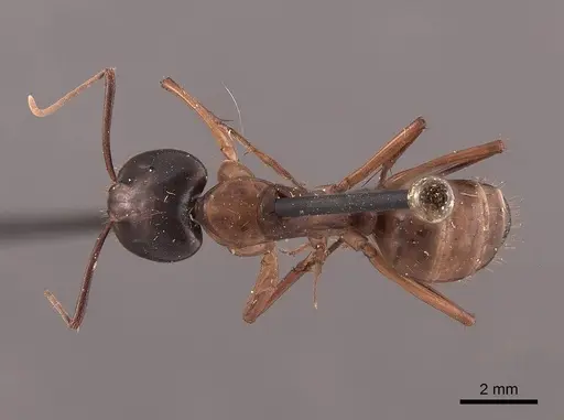 Camponotus americanus - FMNHINS0000045687