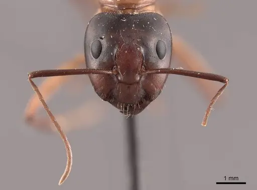 Camponotus americanus - FMNHINS0000045687