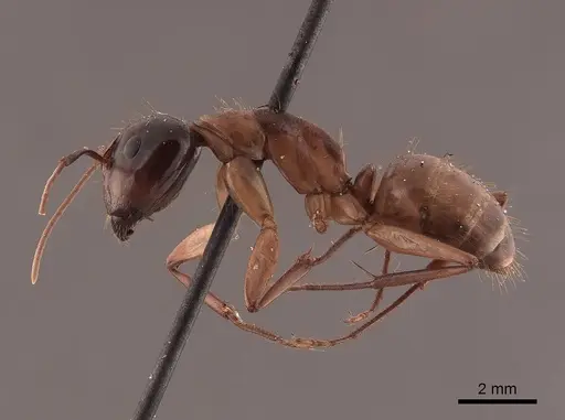 Camponotus americanus - FMNHINS0000045687