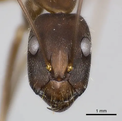Camponotus amoris specimen