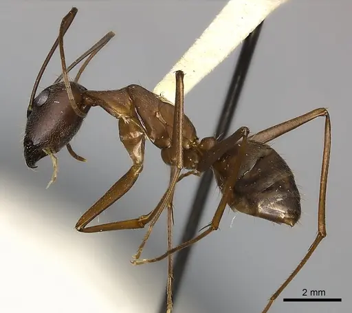 Camponotus amoris specimen