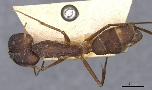 Camponotus amoris - CASENT0910029