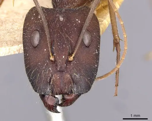 Camponotus amoris - CASENT0910029