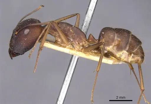 Camponotus amoris - CASENT0910029