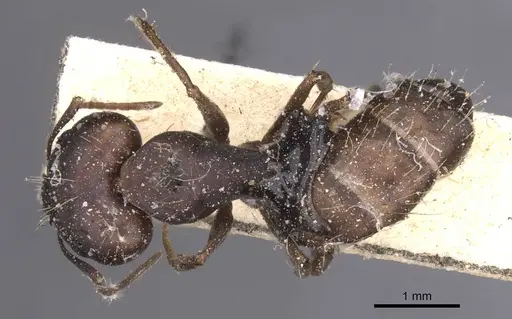 Camponotus amoris - CASENT0913694