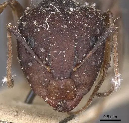 Camponotus amoris - CASENT0913694