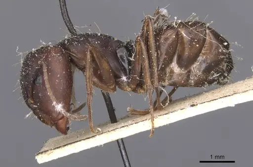 Camponotus amoris - CASENT0913694