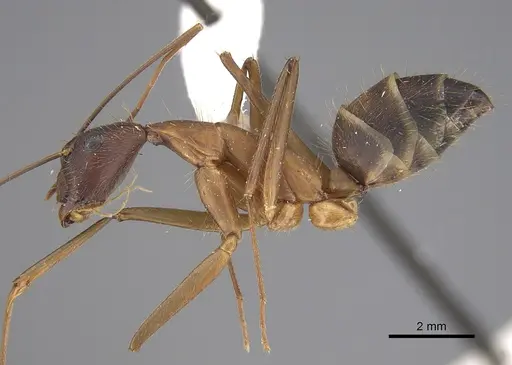 Camponotus amoris - CASENT0923513