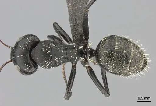 Camponotus amphidus specimen