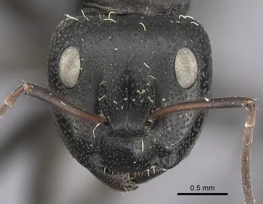 Camponotus amphidus specimen