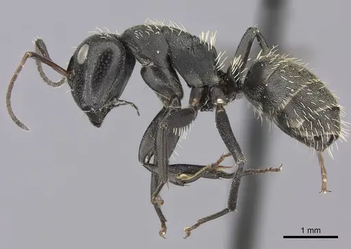 Camponotus amphidus specimen