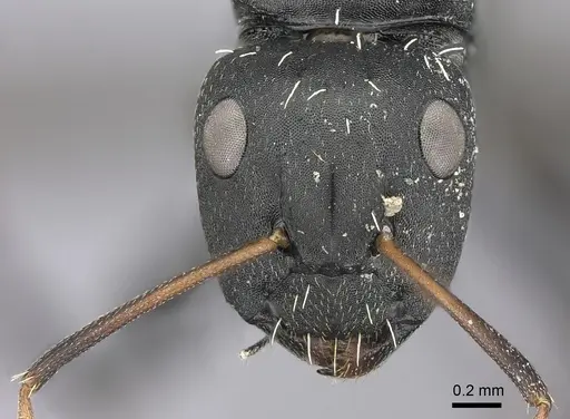 Camponotus amphidus - CASENT0235416