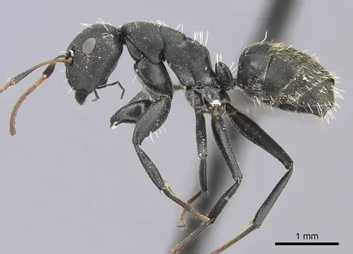 Camponotus amphidus - CASENT0235416