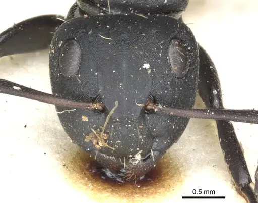 Camponotus amphidus - CASENT0903484