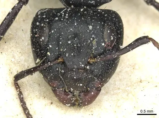 Camponotus amphidus - CASENT0911714