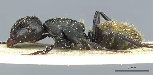 Camponotus amphidus - CASENT0911714