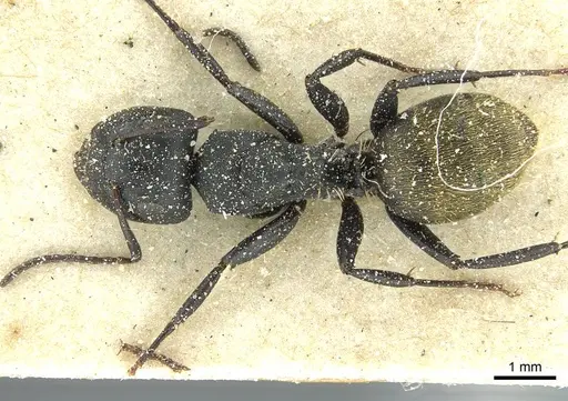 Camponotus amphidus - CASENT0911715