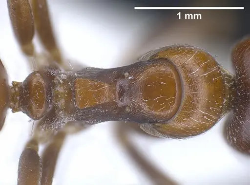 Camponotus anatolicus specimen