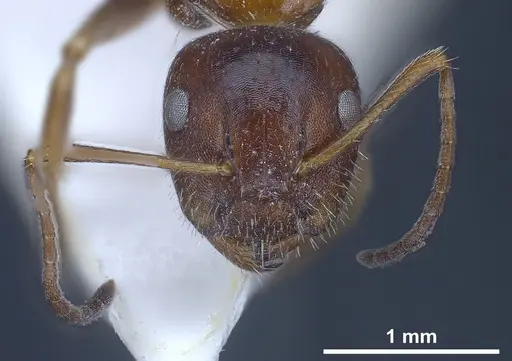 Camponotus anatolicus - ANTWEB1041241