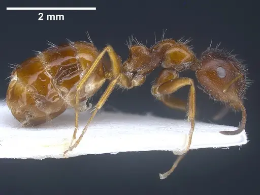 Camponotus anatolicus - ANTWEB1041241