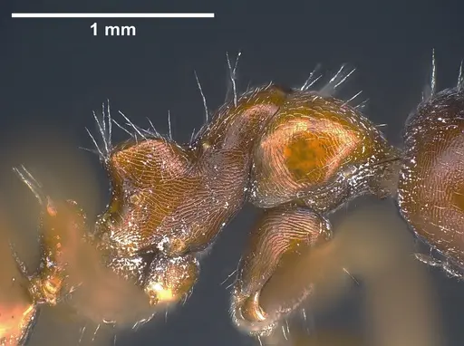 Camponotus anatolicus - ANTWEB1041241