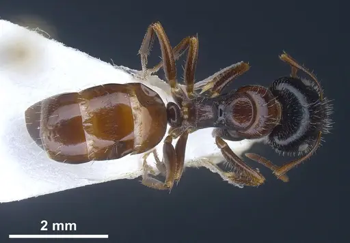 Camponotus anatolicus - ANTWEB1041348