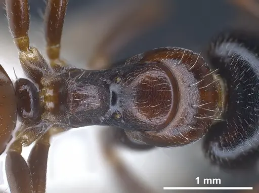 Camponotus anatolicus - ANTWEB1041348