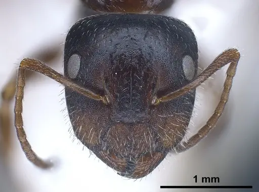 Camponotus anatolicus - ANTWEB1041348