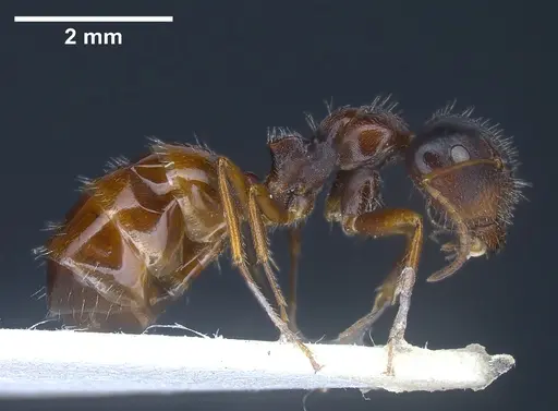 Camponotus anatolicus - ANTWEB1041348