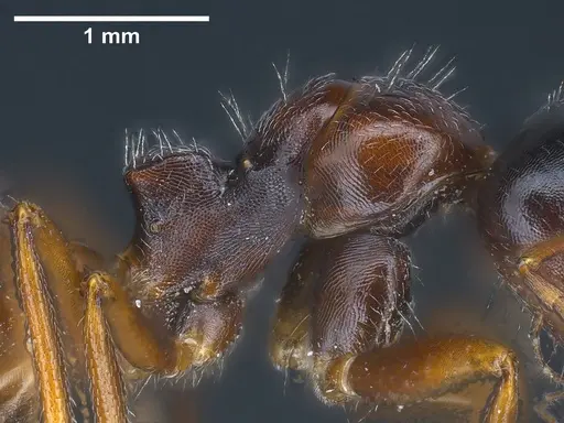 Camponotus anatolicus - ANTWEB1041348