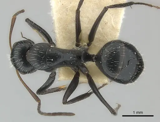 Camponotus andrei specimen