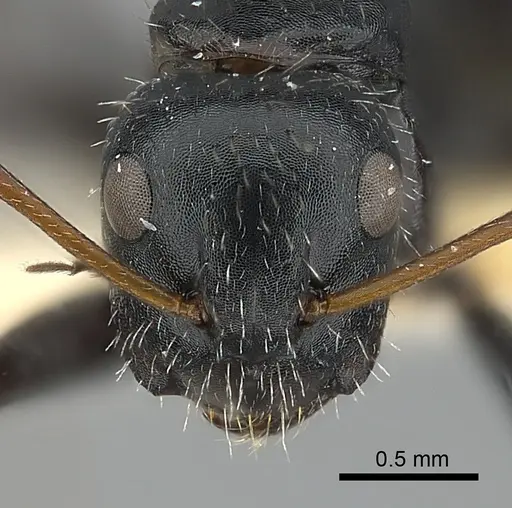 Camponotus andrei specimen
