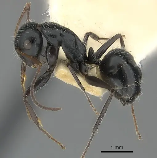 Camponotus andrei specimen