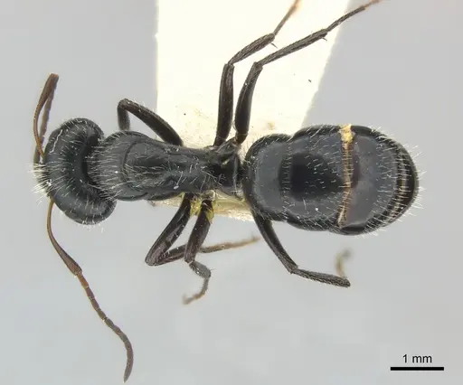 Camponotus andrei - CASENT0217606