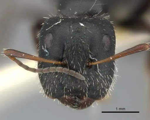 Camponotus andrei - CASENT0217606