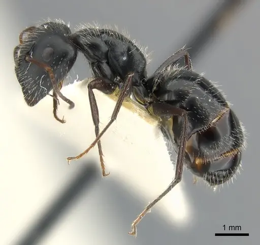 Camponotus andrei - CASENT0217606