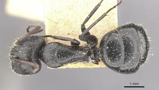 Camponotus andrei - CASENT0910633