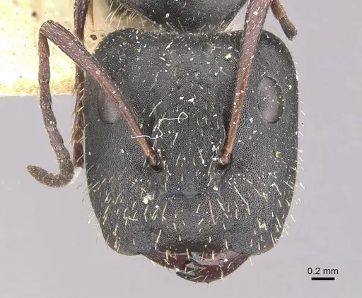 Camponotus andrei - CASENT0910633