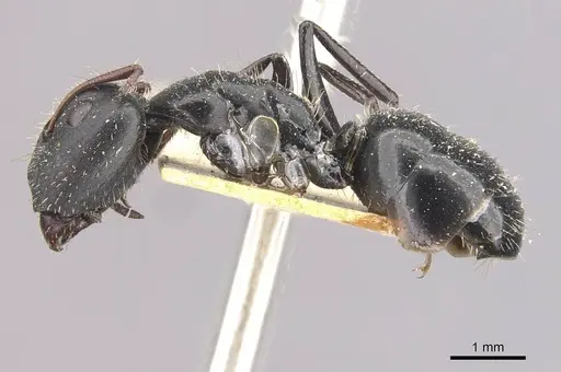 Camponotus andrei - CASENT0910633