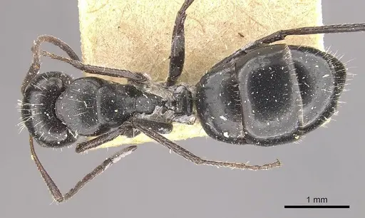 Camponotus andrei - CASENT0910634