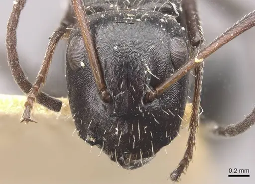 Camponotus andrei - CASENT0910634