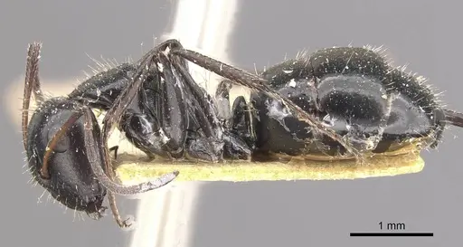 Camponotus andrei - CASENT0910634