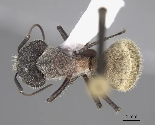 Camponotus andrei - CASENT0923514