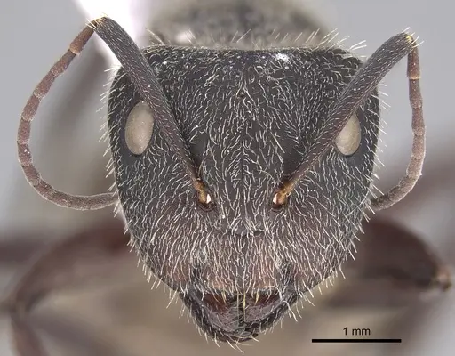 Camponotus andrei - CASENT0923514