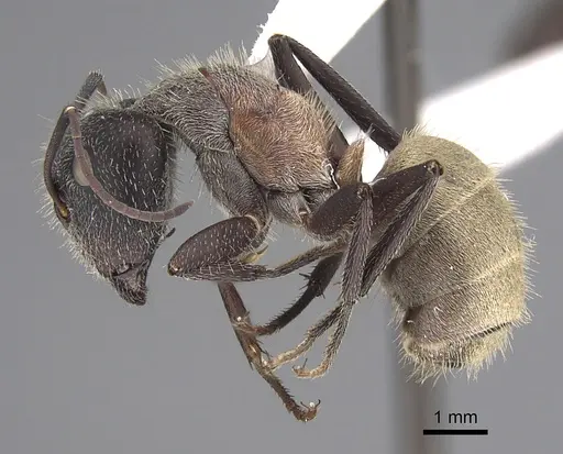Camponotus andrei - CASENT0923514