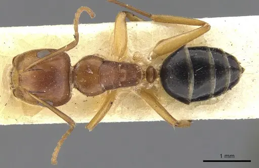 Camponotus andrewsi specimen