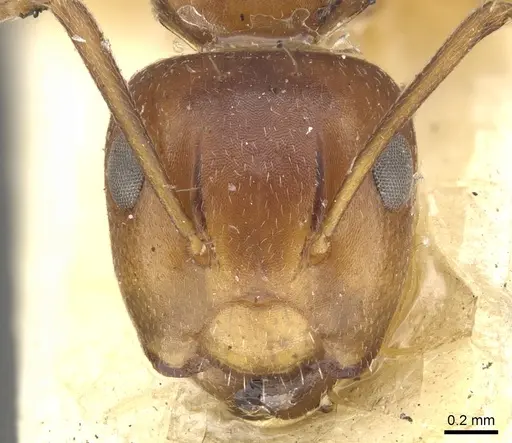 Camponotus andrewsi specimen